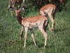 Jeune impala (Kenya)