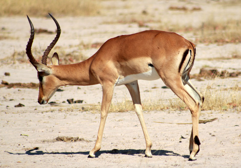 Jeune impala mâle, parc national Hwange (Zimbabwe)