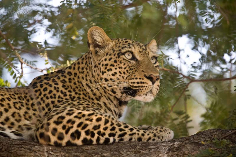 Léopard qui observe son environnement, parc national Luangwa (Zambie) © Kaingo Safaris