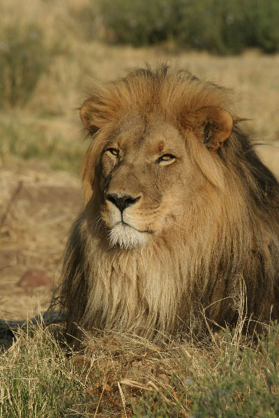Lion mâle, parc national Etosha (Namibie)