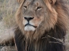 Lion mâle adulte à crinière noire, parc national Hwange (Zimbabwe) © ae