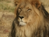 Lion mâle, parc national Etosha (Namibie)