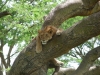 Lion dans un arbre, Ishasha (Ouganda)