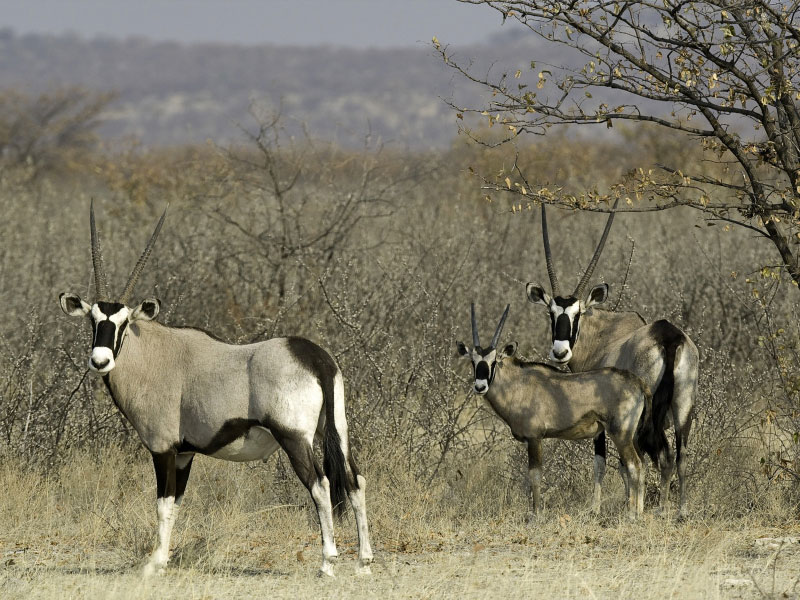 Famille d'oryx à Ongava, parc national Etosha (Namibie) © Dana Allen