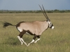 Oryx courant dans les plaines du Kalahari, parc Central Kalahari (Botswana) © Mike Meyers