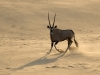 Oryx dans les dunes près du camp Serra Cafema, vallée Hartmann (Namibie) © Dana Allen