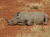 Rhinocéros blanc assis, Hluhluwe (Afrique du Sud)