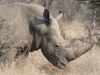 Rhinocéros blanc ou à bouche plate, parc national Kruger (Afrique du Sud) © A. et M. Allemand