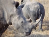 Rhinocéros blanc ou à bouche plate en train de manger, parc national Kruger (Afrique du Sud) © ae