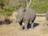Rhinocéros blanc ou à bouche plate, parc national Kruger (Afrique du Sud) © ae