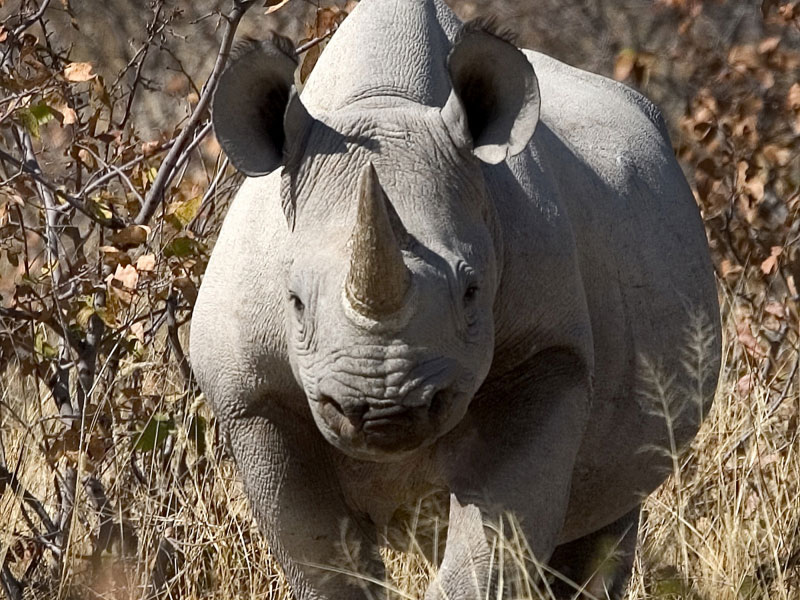 Rhinocéros noir ou à bouche pointue à Ongava, parc national Etosha (Namibie) © Dana Allen