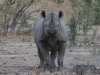 Rhinocéros noir ou à bouche pointue, parc national Hwange (Zimbabwe)