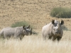 Rhinocéros noir femelle et son petit, Damaraland (Namibie) © Martin Benadie