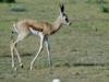 jeune-springbok-etosha-namibie-photo-a-m-allemand