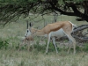 premier-marche-de-bebe-springbok-etosha-namibie-photo-a-m-allemand