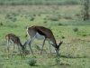 springbok-femelle-avec-sa-petite-etosha-namibie-photo-a-m-allemand
