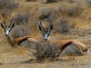 springbok-male-et-femelle-derrier-en-etosha-namibie