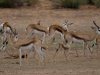 springbok-mamans-et-leurs-petits-kahalari-transfrontier-park-af-du-sud-photo-a-et-m-allemand