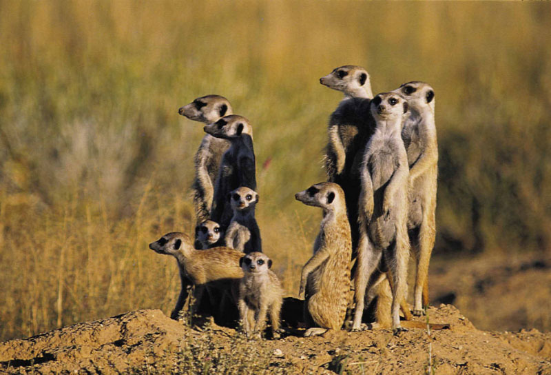 Groupe de suricates dans le Kalahari près du camp Jack, parc national Makgadikgadi Pans (Botswana)