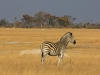 Un zèbre dans la plaine, parc national Hwange (Zimbabwe) © ae