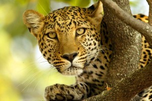 Photo de guépard...