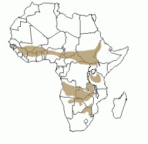 Répartition géographique de l'antilope cheval en Afrique
