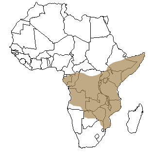 Répartition géographique du babouin en Afrique