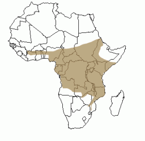Répartition géographique du buffle en Afrique