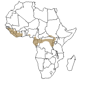 Répartition géographique du chimpanzé en Afrique