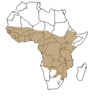 Répartition géographique de la civette en Afrique
