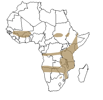 Répartition géographique de l'éléphant