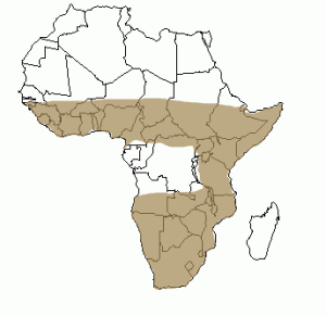 Répartition géographique de la genette en Afrique
