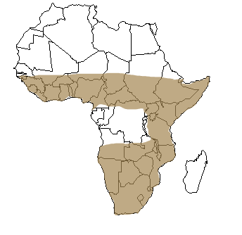 Répartition géographique de la genette en Afrique