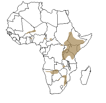 Répartition géographique de la girafe en Afrique