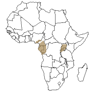 Répartition géographique du gorille en Afrique