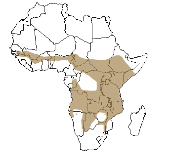 Répartition géographique du grand koudou en Afrique