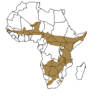 Répartition géographique du guépard en Afrique