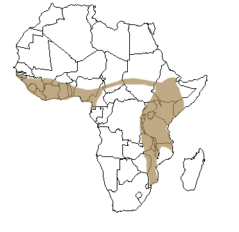 Répartition géographique de l'hippopotame en Afrique
