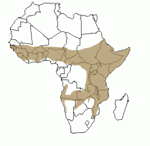 Répartition géographique de la hyène tachetée en Afrique