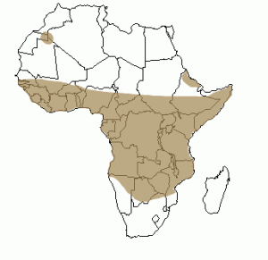 Répartition géographique du léopard en Afrique