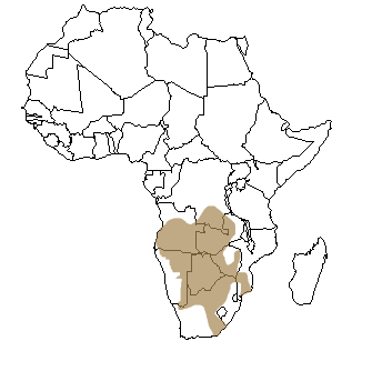 Répartition géographique du lièvre sauteur en Afrique