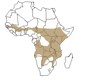Répartition géographique du lion en Afrique