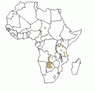 Répartition géographique du lycaon en Afrique