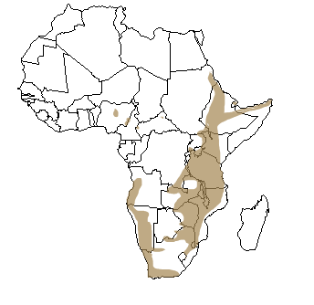 Répartition de l'oréotrague en Afrique