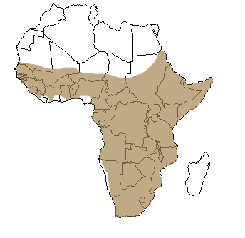 Répartition géographique de l'oryctérope en Afrique