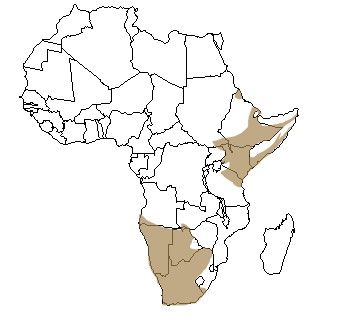 Répartition géographique de l'oryx en Afrique