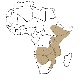 Répartition géographique du pangolin en Afrique