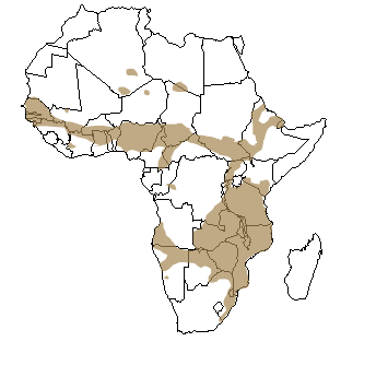 Répartition géographique du phacochère en Afrique