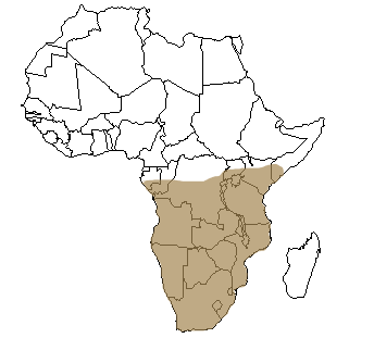 Répartition géographique du porc-épic en Afrique