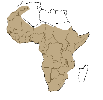 Répartition géographique du ratel en Afrique
